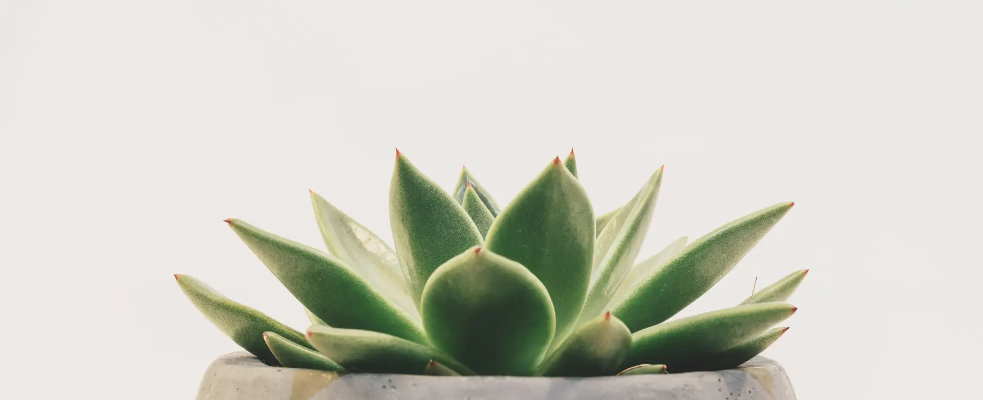 succulent plant succulent plant